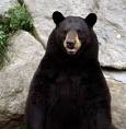 Black Bear