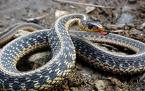 Eastern Garter Snake