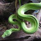 Green Python Snake