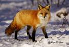 Red Fox